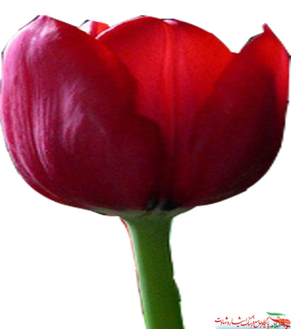 شهدای طولابی شریفی